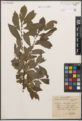 Foto von Salix cinerea L.